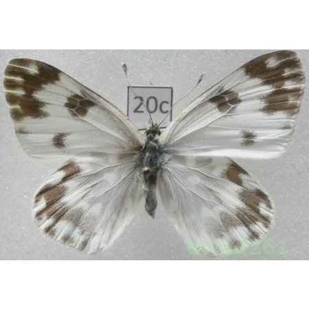 Pontia daplidice (Linnaeus, 1758) Slovakia20c